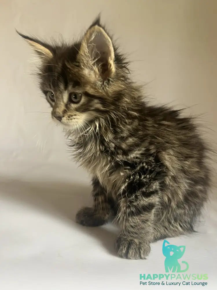 Flora Maine Coon female black tabby - live animals