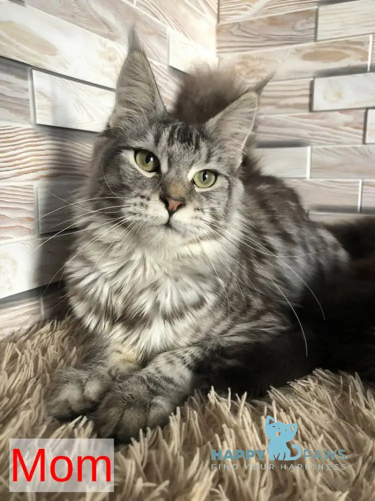 Flora Maine Coon female black tabby - live animals