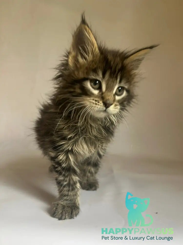 Flora Maine Coon female black tabby - live animals