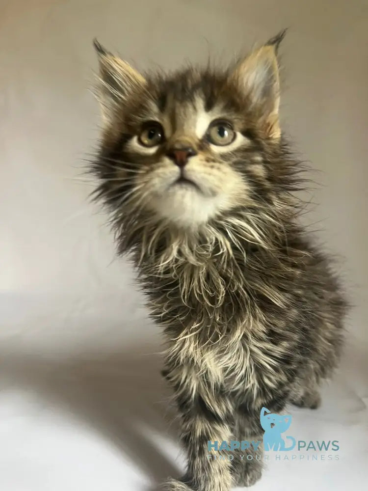Flora Maine Coon female black tabby - live animals