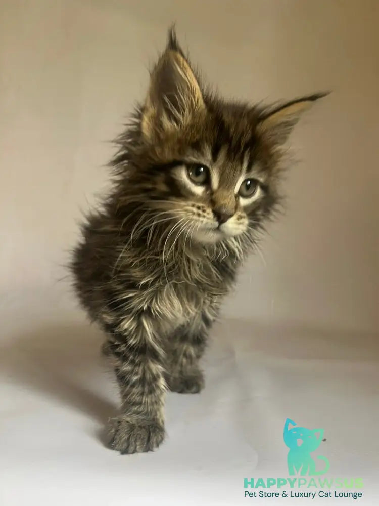 Flora Maine Coon female black tabby - live animals
