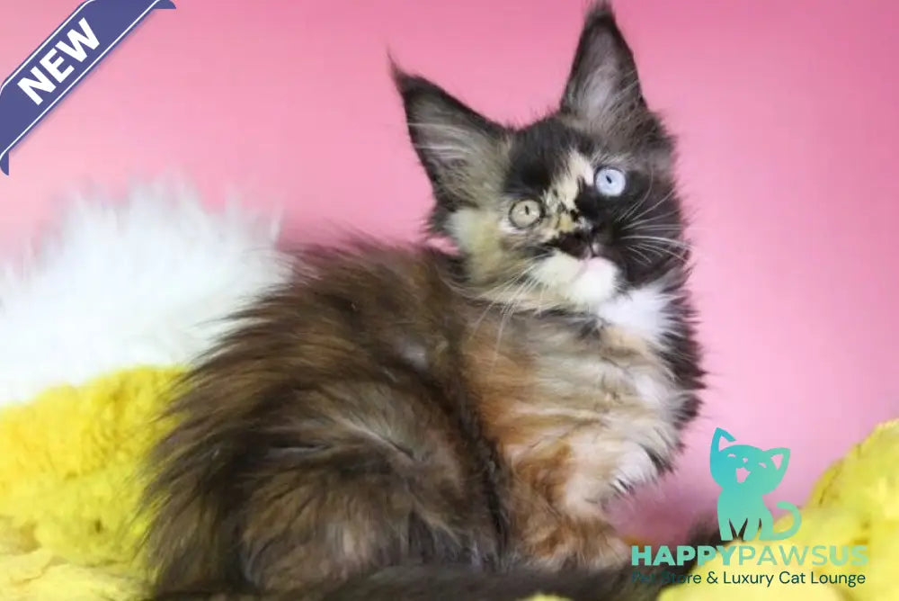 Flora Maine Coon female black tortie - live animals