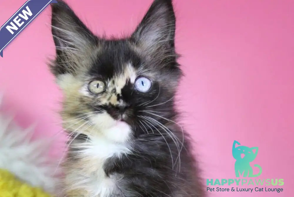Flora Maine Coon female black tortie - live animals