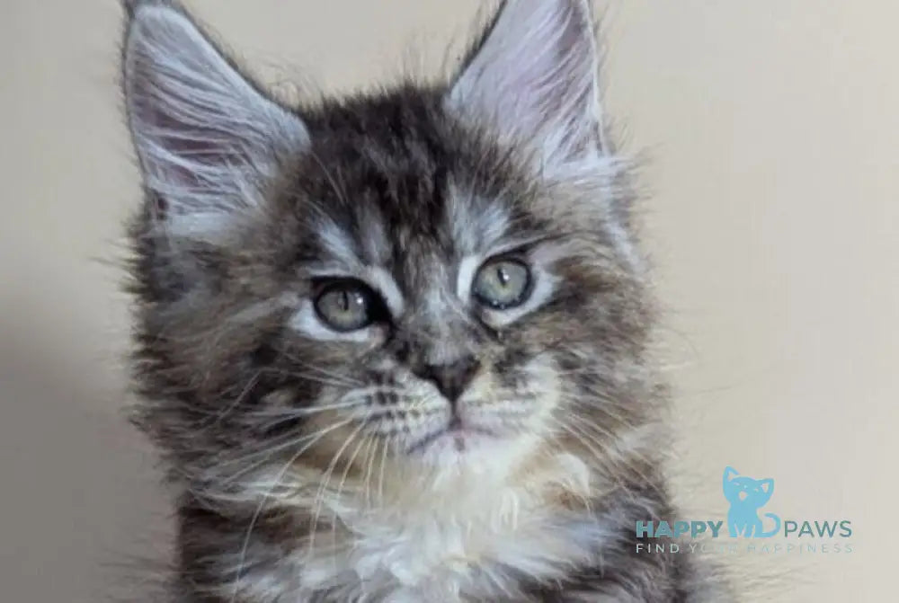 Flora Maine Coon female black tortie silver ticked tabby live animals