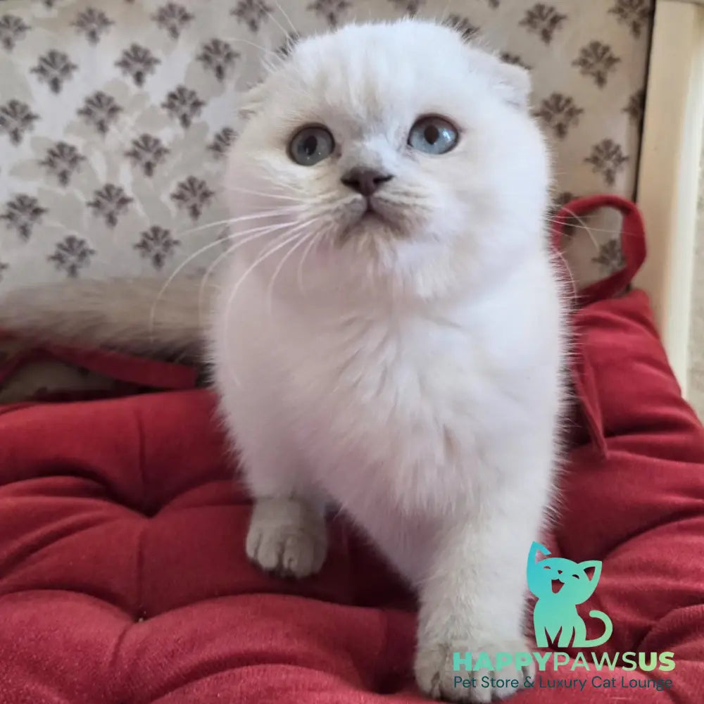 Flora Scottish Fold female blue pointed - live animals