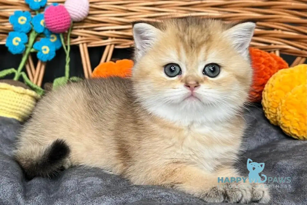 Flora Scottish Straight female black golden shaded live animals