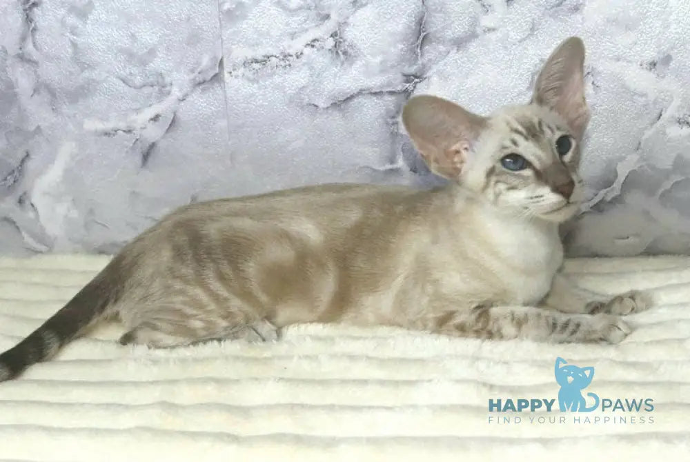 Flora Siamese female blue live animals