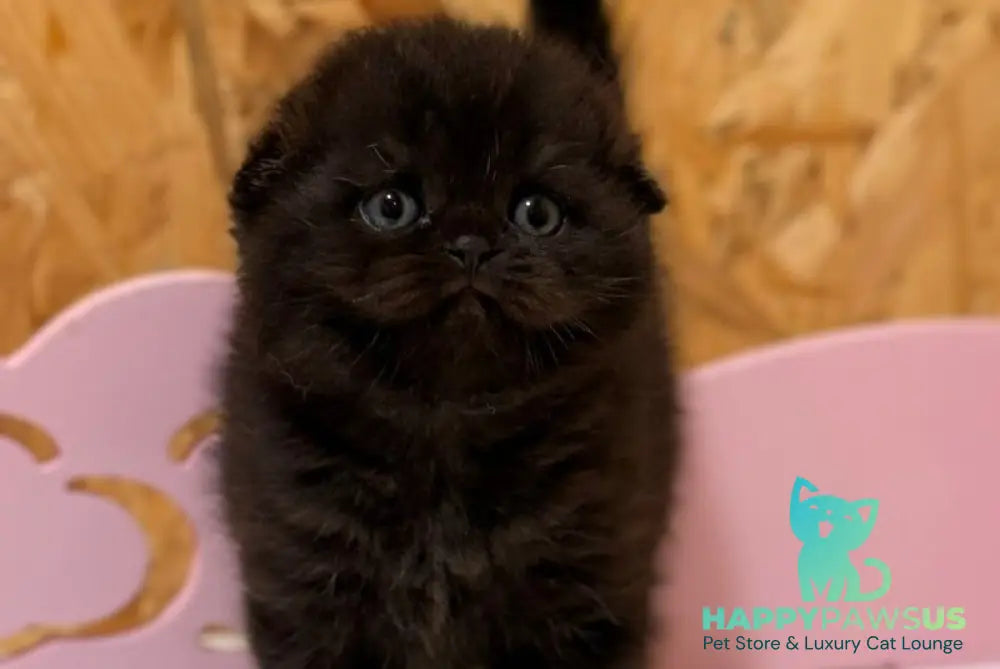 Florence Scottish Fold female black - live animals