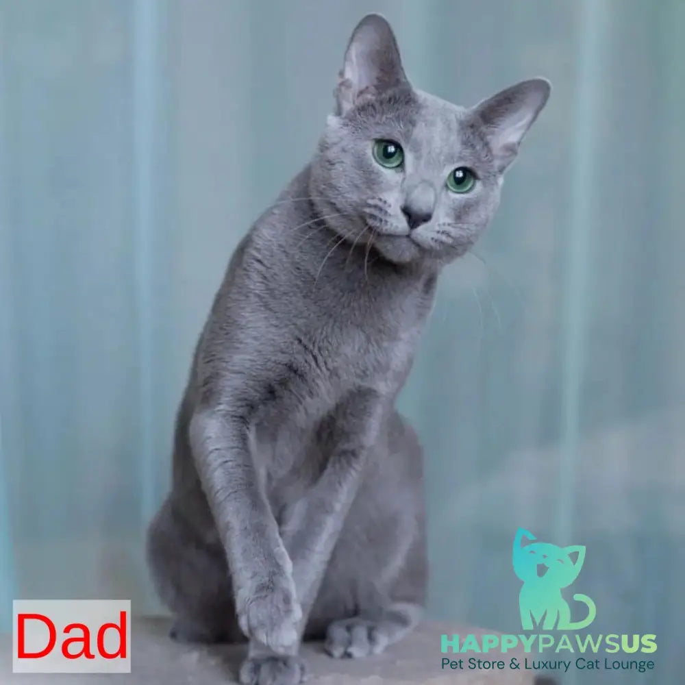 Flori Russian Blue female blue - live animals