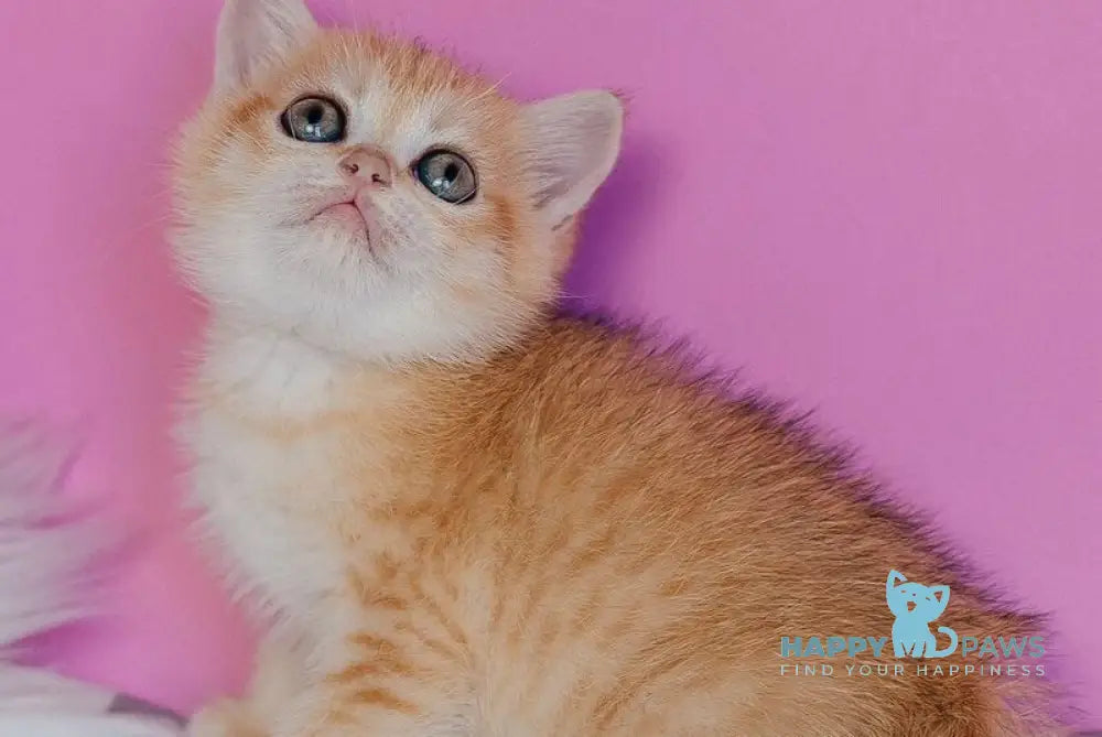 Flower Scottish Straight female black golden spotted tabby - live animals