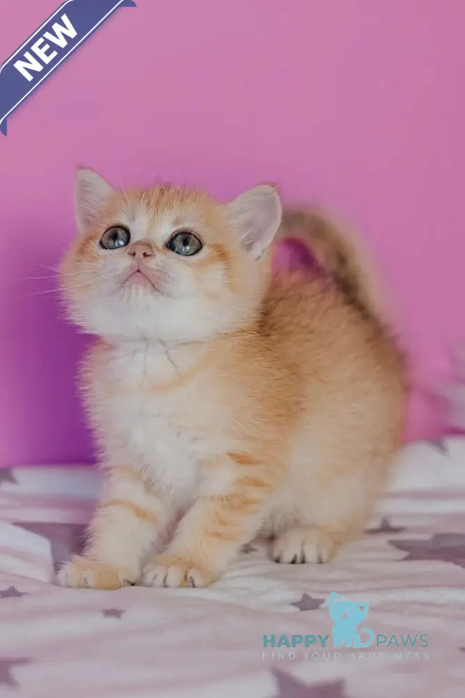 Flower Scottish Straight female black golden spotted tabby - live animals