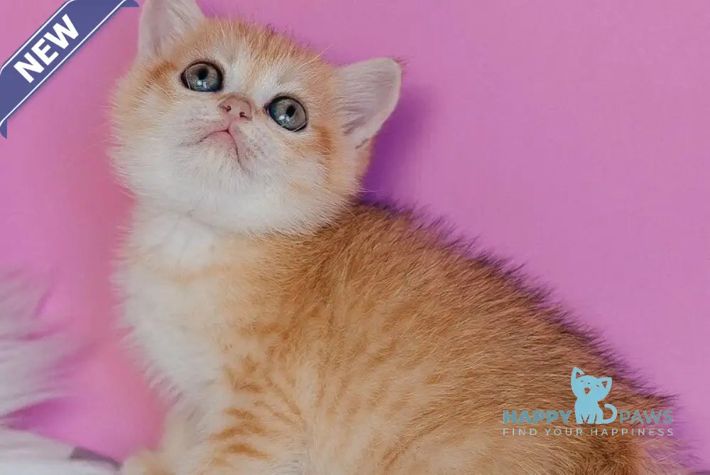 Flower Scottish Straight female black golden spotted tabby - live animals