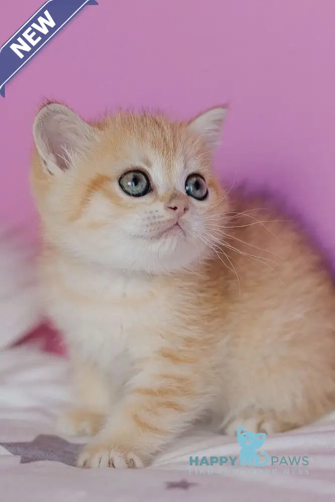 Flower Scottish Straight female black golden spotted tabby - live animals