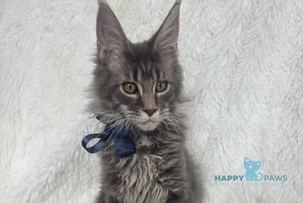 Floyd Maine Coon male blue tabby live animals