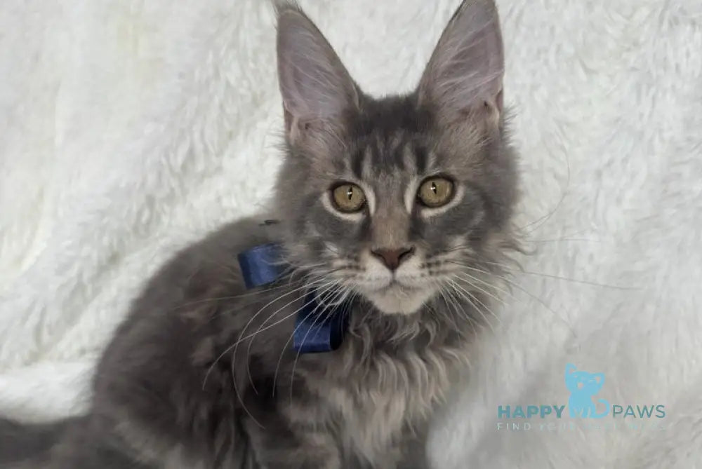 Floyd Maine Coon male blue tabby live animals
