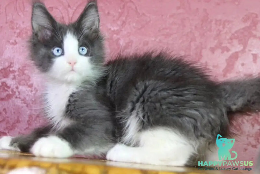 Fluffy Maine Coon male blue bicolour - live animals
