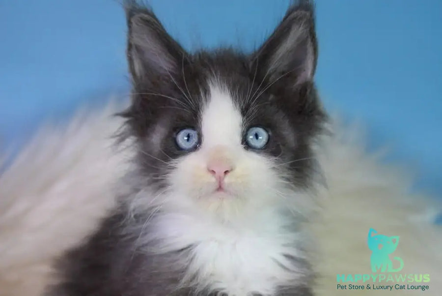 Fluffy Maine Coon male blue bicolour - live animals