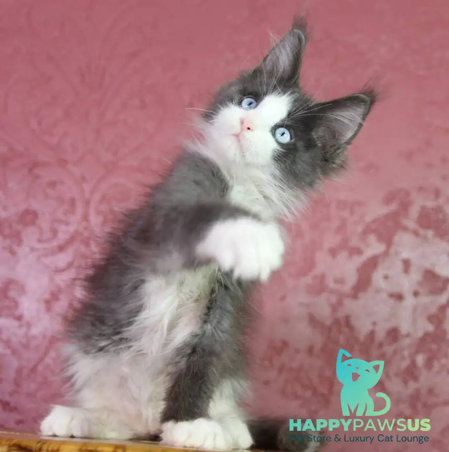 Fluffy Maine Coon male blue bicolour - live animals