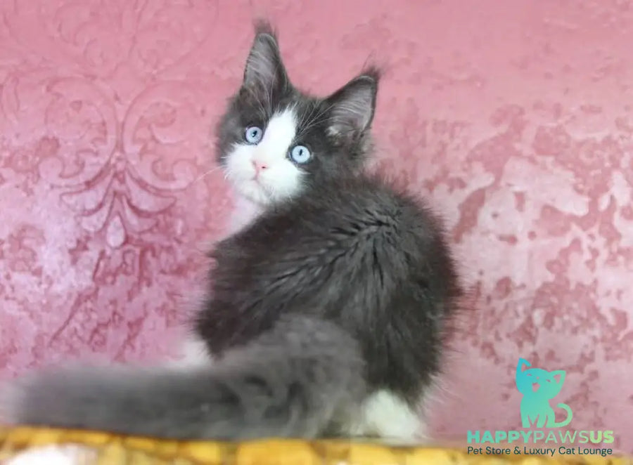 Fluffy Maine Coon male blue bicolour - live animals