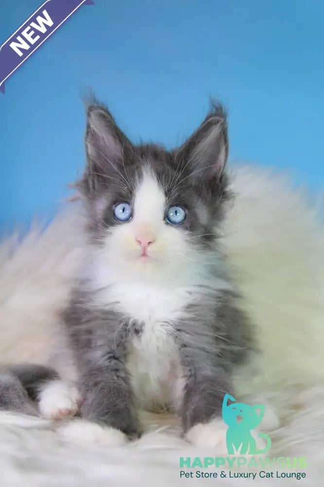 Fluffy Maine Coon male blue bicolour - live animals