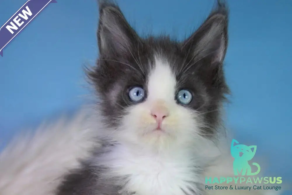 Fluffy Maine Coon male blue bicolour - live animals