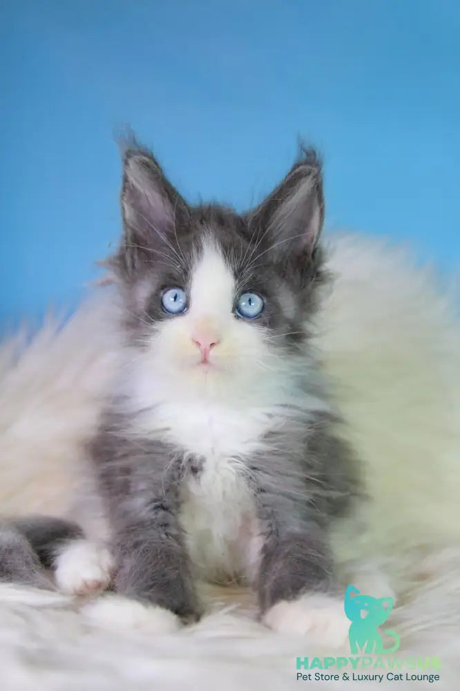Fluffy Maine Coon male blue bicolour - live animals