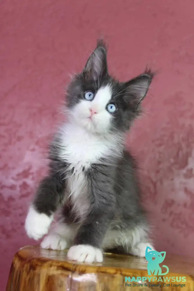 Fluffy Maine Coon male blue bicolour - live animals