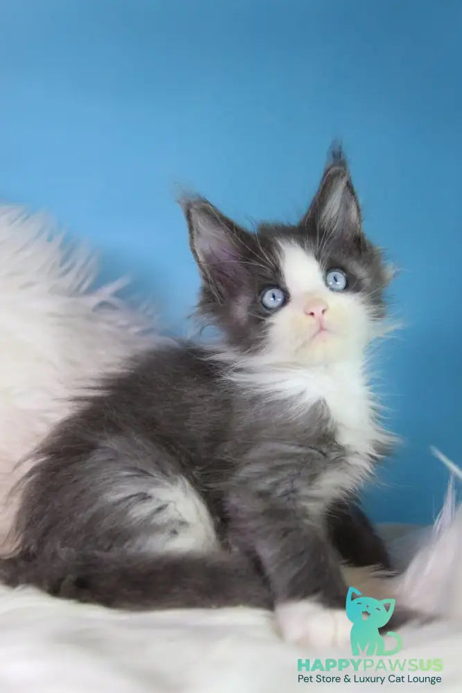 Fluffy Maine Coon male blue bicolour - live animals