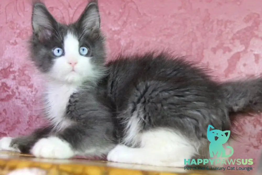 Fluffy Maine Coon male blue bicolour - live animals