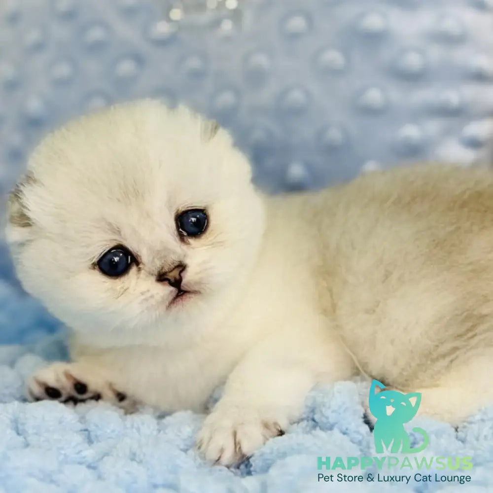 Fluffy Scottish Fold female black silver shaded - live animals