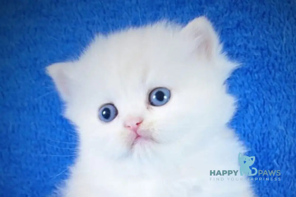 Fluffy Scottish Straight male red silver tabby bicolour live animals