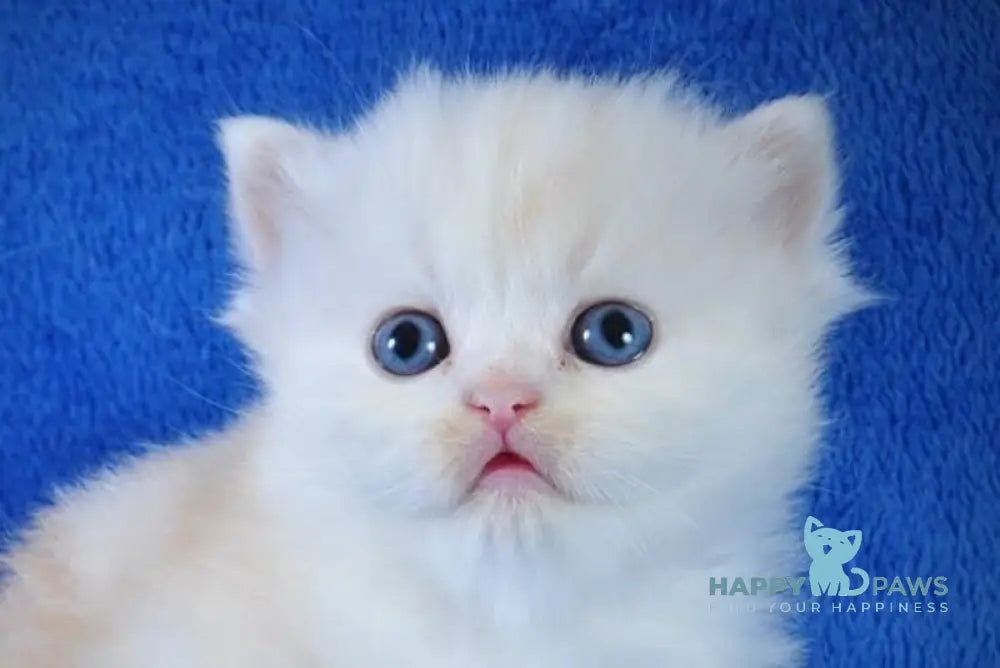 Fluffy Scottish Straight male red silver tabby bicolour live animals