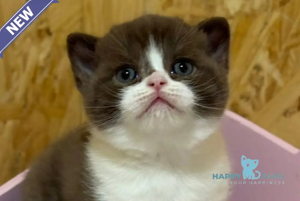 Forbes British Shorthair male chocolate bicolour live animals