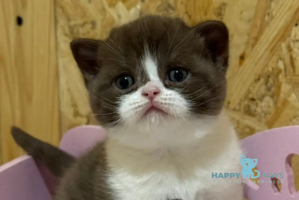 Forbes British Shorthair male chocolate bicolour live animals