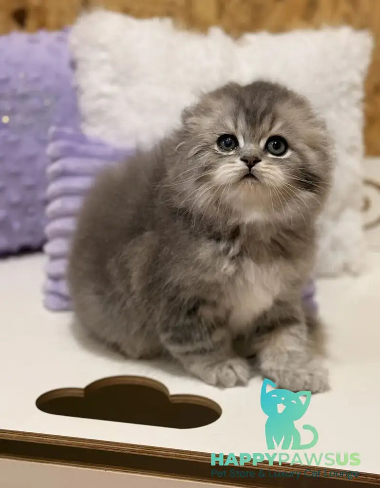 Forbes Scottish Fold male blue tabby - live animals