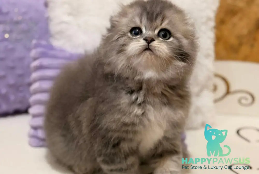 Forbes Scottish Fold male blue tabby - live animals