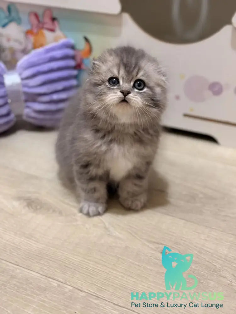 Forbes Scottish Fold male blue tabby - live animals