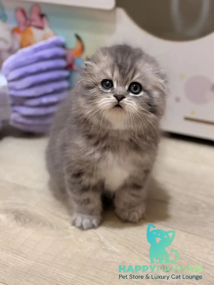 Forbes Scottish Fold male blue tabby - live animals