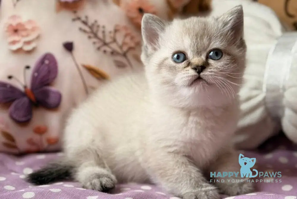 Forbes Scottish Straight male black ticked tabby pointed - live animals