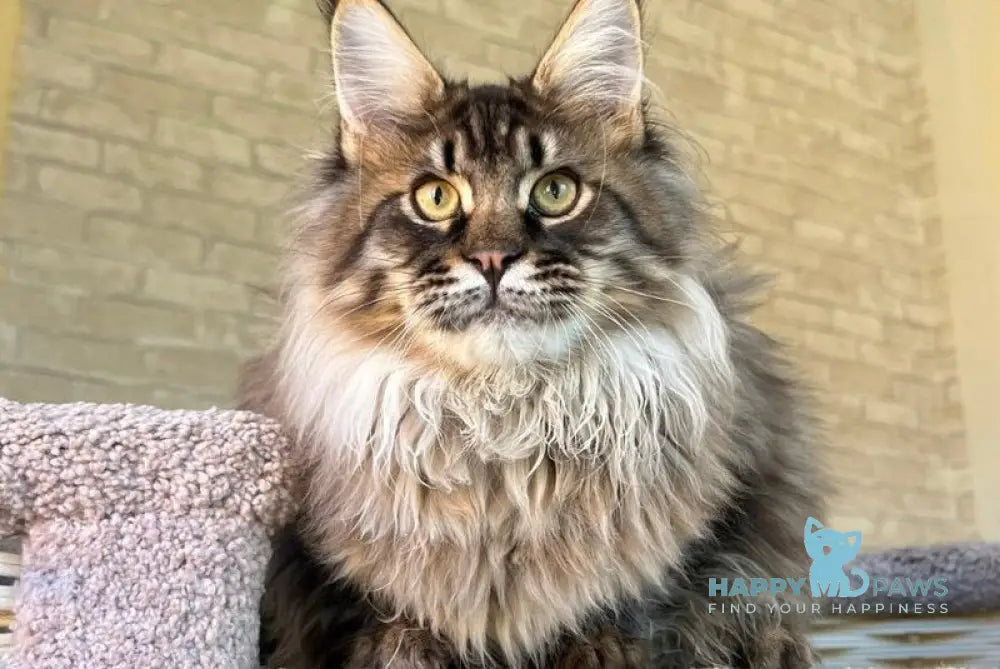 Forest Maine Coon male black spotted tabby live animals
