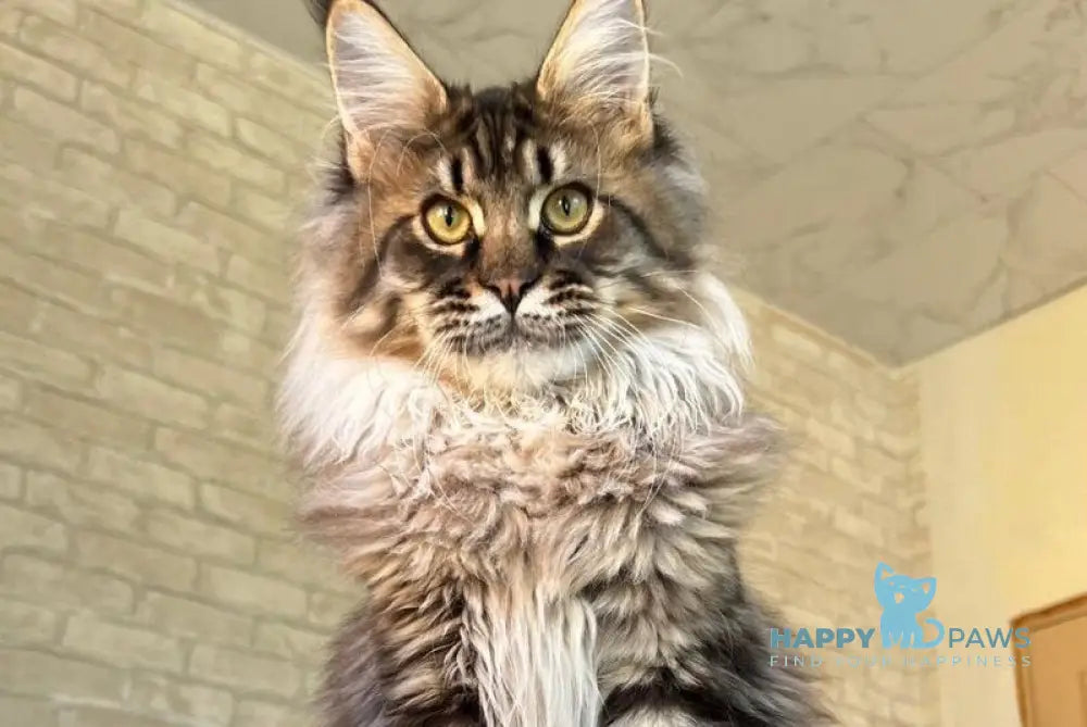 Forest Maine Coon male black spotted tabby live animals