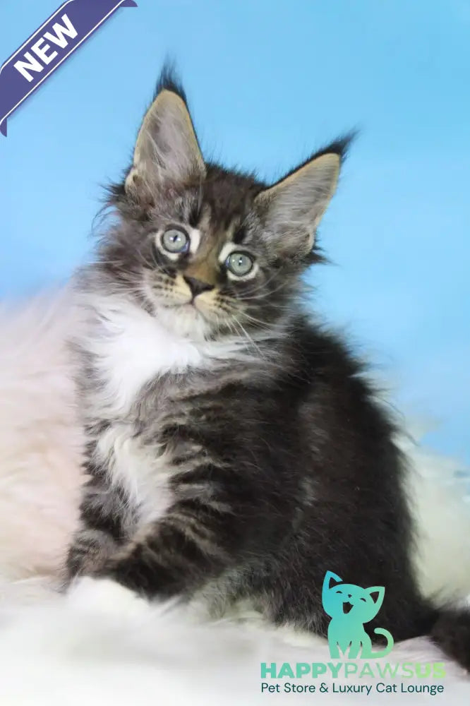 Forest Maine Coon male black tabby bicolour - live animals
