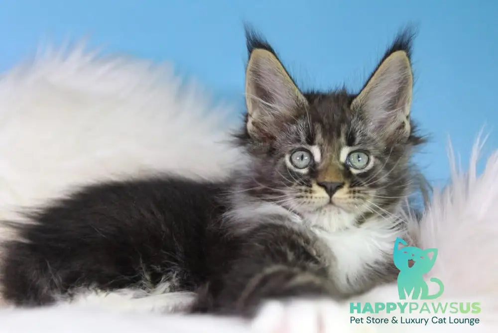 Forest Maine Coon male black tabby bicolour - live animals