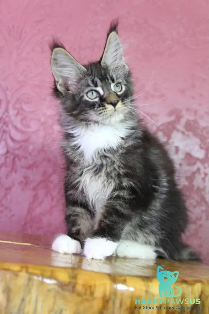 Forest Maine Coon male black tabby bicolour - live animals