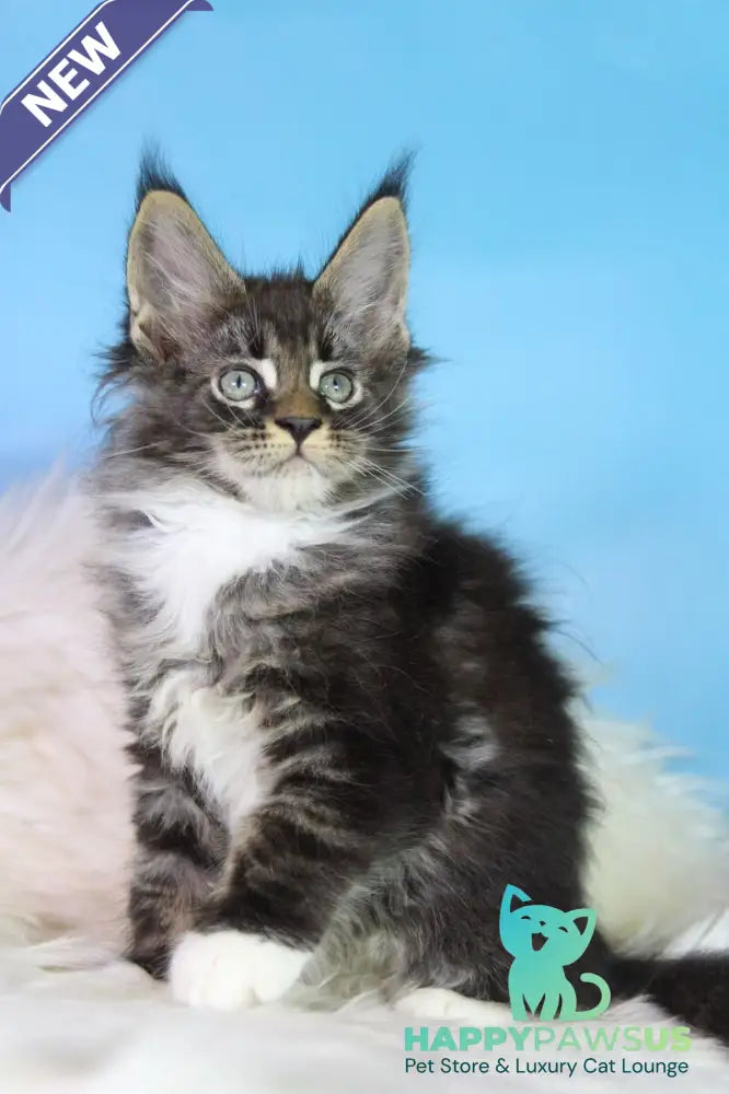 Forest Maine Coon male black tabby bicolour - live animals