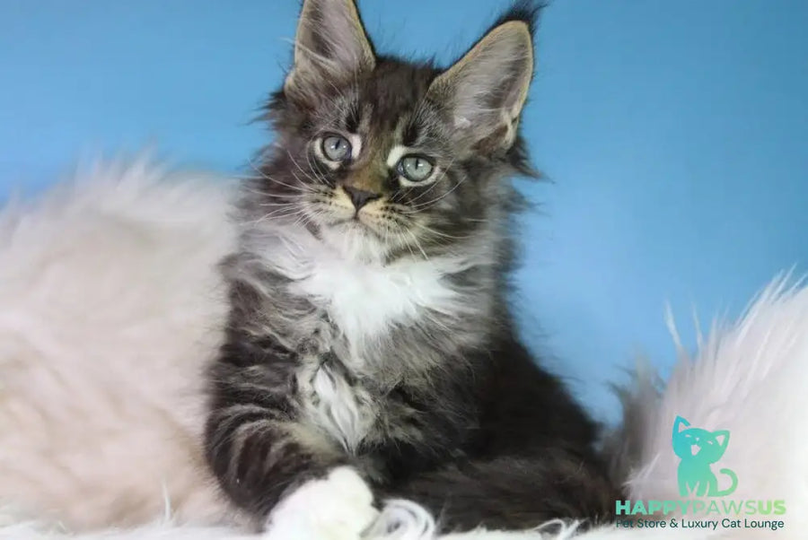 Forest Maine Coon male black tabby bicolour - live animals