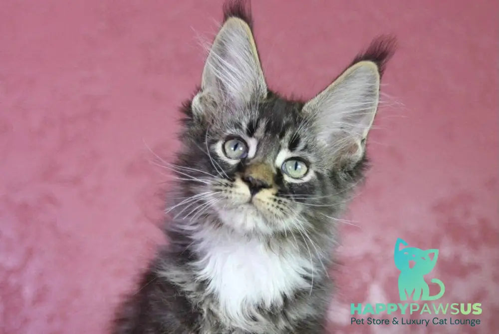 Forest Maine Coon male black tabby bicolour - live animals