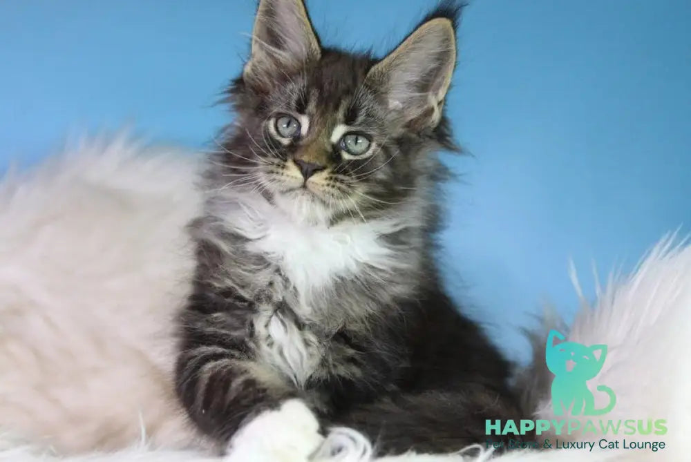 Forest Maine Coon male black tabby bicolour - live animals