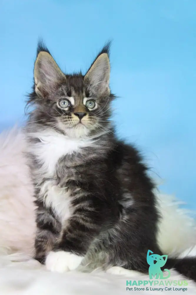 Forest Maine Coon male black tabby bicolour - live animals