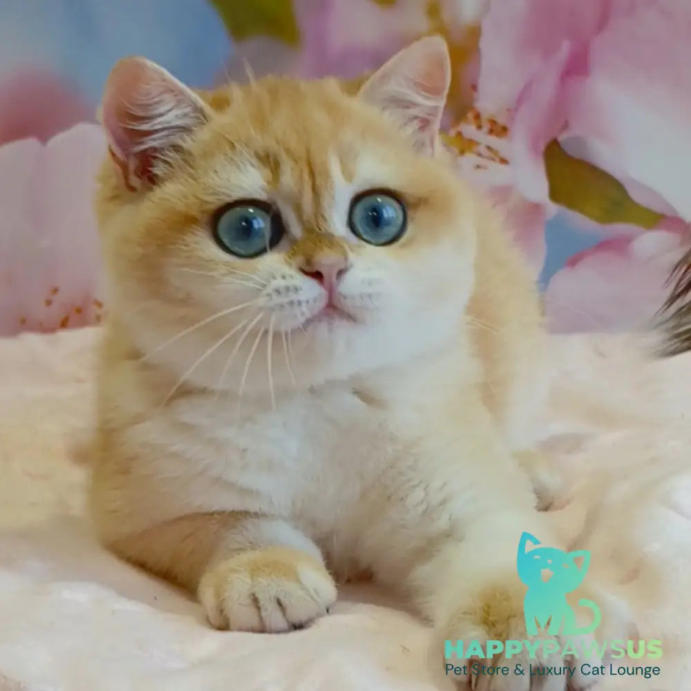 Forrest British Shorthair male black golden chinchilla - live animals